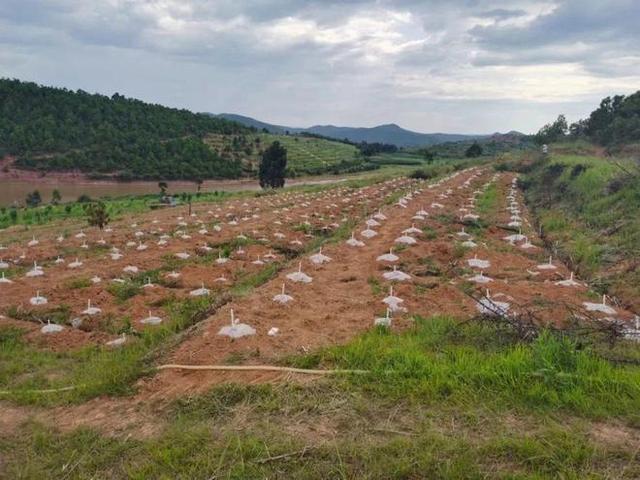 南华县雨露乡仿野生种植鸡枞菌大量出菇