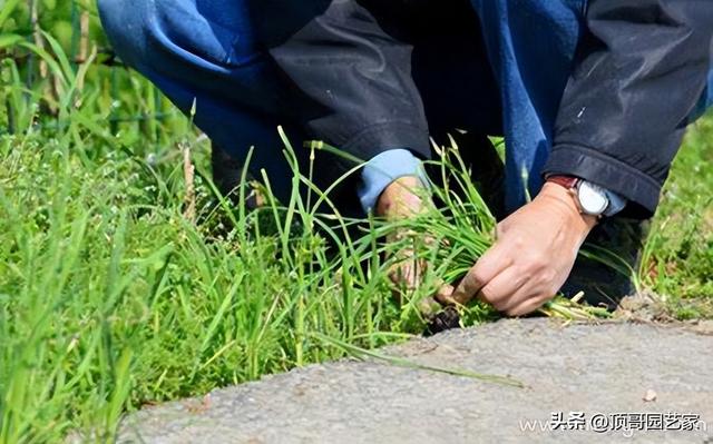 怎么控制花园杂草生长？我建议采用这6种防杂草植物