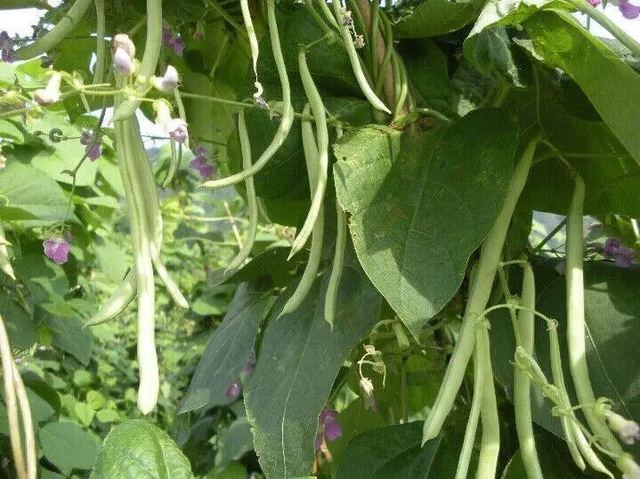 泓农生物｜白不老豆角种植技术，好吃又高产，采收期长达半年以上