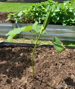 怎么在家种植蔬菜(秋葵全身都是宝，娇嫩的它如何在家种植？揭秘农人的种植技巧)