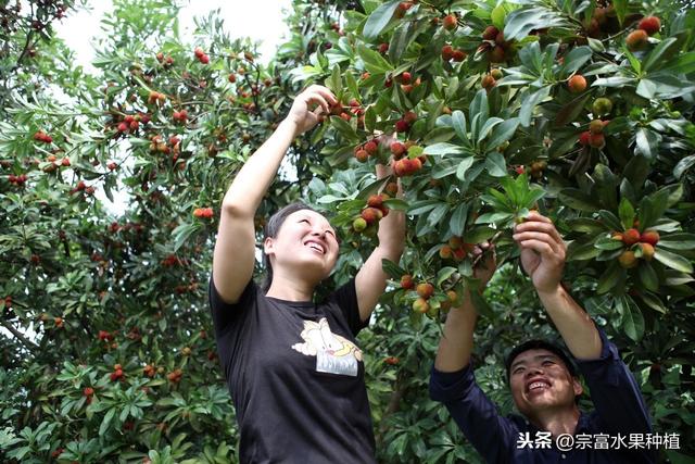 栽植杨梅树，如何才能优质丰产？掌握氮磷钾肥使用量果实要不完