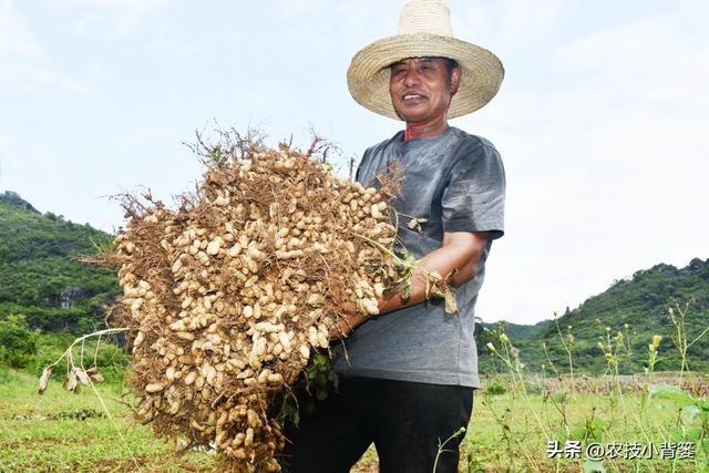 如何让花生实现增产增收？开花结荚期重点抓好4项田间管理