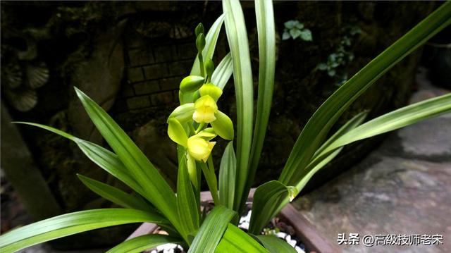 兰花从种植到开花所需的时间：生长过程与养护全攻略