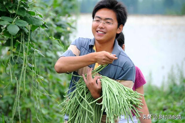 种植四季豆、架豆、长豇豆，这四个高产方法，能让豆荚结满架