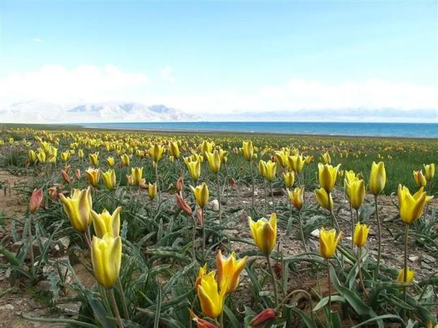 新疆郁金香，“花卉王国皇后”的起源，世界濒危保护级别