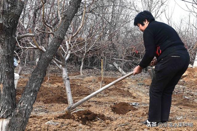 栽植杨梅树，如何才能优质丰产？掌握氮磷钾肥使用量果实要不完