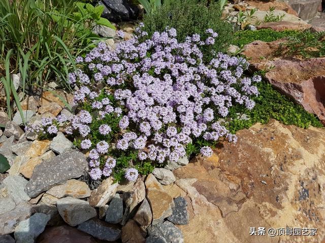 怎么控制花园杂草生长？我建议采用这6种防杂草植物