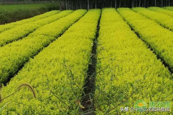 金叶女贞能长多高？金叶女贞该如何种植养护？