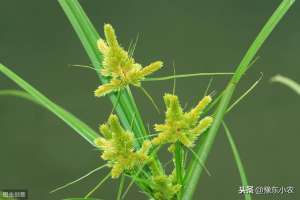 香附种植(恶性杂草香附子为什么这么难防治，原来它的繁育生长方式与众不同)