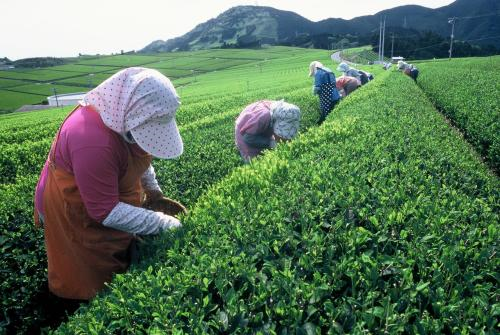 优质高效的有机茶播种技术