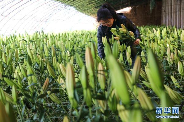 河北平泉：百合香 花农忙