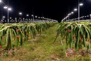 种植红心火龙果(火龙果该如何种植管理？常见的病虫害防治，轻松搞定)