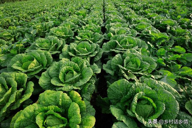 给白菜和萝卜追肥，用茶籽饼试一试，防虫还高产