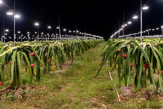 火龙果该如何种植管理？常见的病虫害防治，轻松搞定