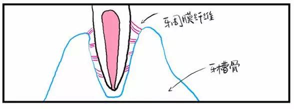 种牙后有什么禁忌吗？今天我们从饮食方面来聊聊这个问题