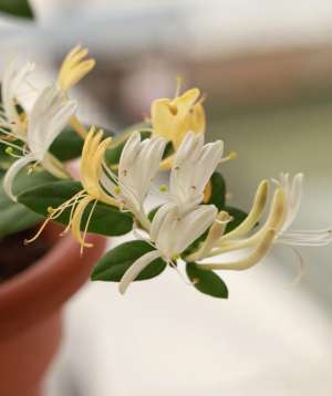 金银花适合阳台种植吗(养盆栽金银花，做三步，一年长成漂亮的盆景，爬藤快花很多)