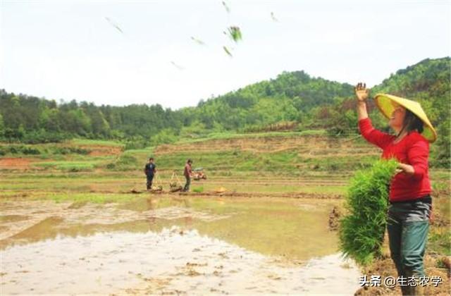 助农增收致富】辣椒反季节种植，与早稻抛秧轮作模式高产栽培技术