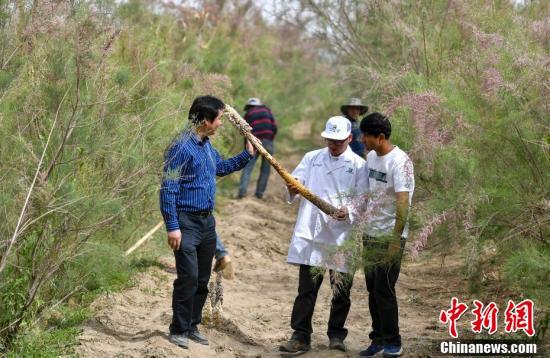 新疆和田：管花肉苁蓉种植助农增收