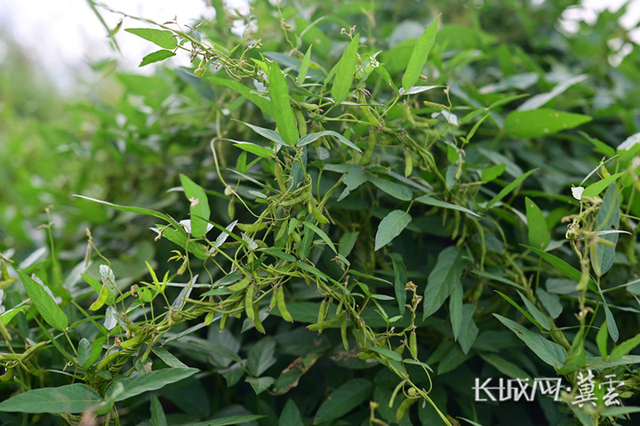 约250平方米 国家二级保护植物“野大豆”首次大面积现身衡水市区