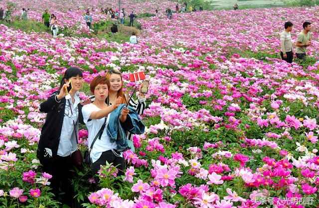 四川中江：大面积种植芍药，上赏花、下卖药，群众增收2亿元