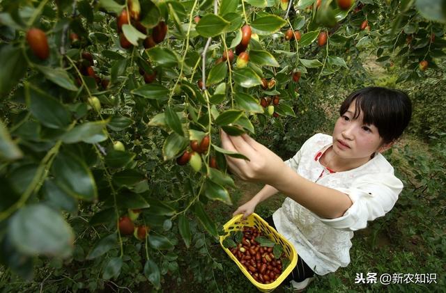 红枣日光温室矮化密植栽培新技术，种植都要注意些什么呢，来看看