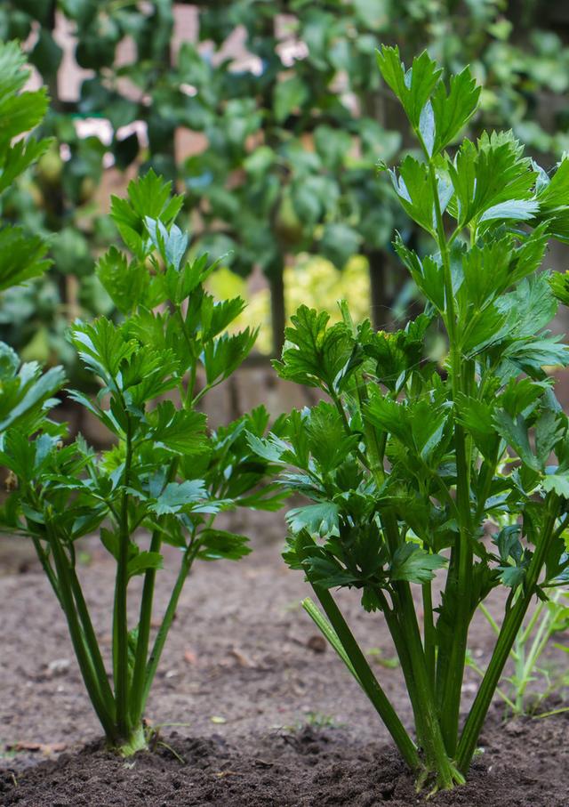 芹菜种植时间，种植方法介绍！