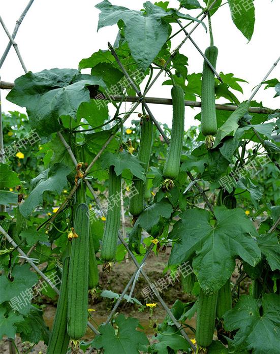 邓大爷种丝瓜，藤多瓜少！学会4点，产量高，摘完一茬又一茬