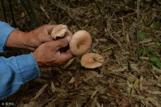 农村大山里的枞树菇一斤卖150元，为什么没有看到有人去种植呢？