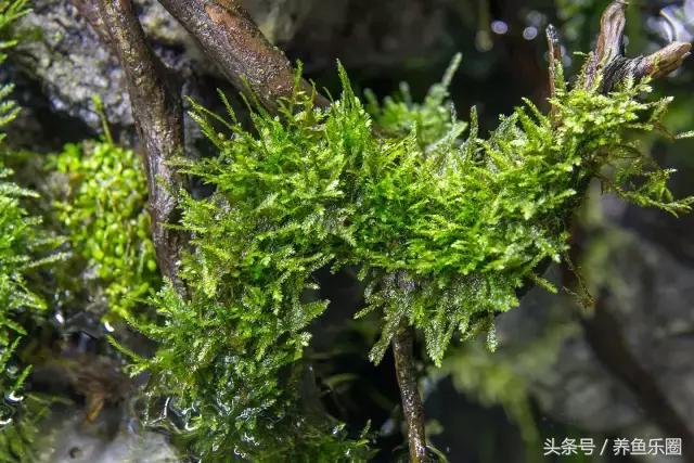 草缸想做悬空造景？看这位大神的做法，你的草缸也可以快速搞定！