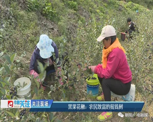 黑果花楸：朝阳农民致富的摇钱树