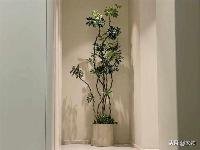 随便养都能养活的客厅绿植：这六种大株植物，花匠都说好看又好养