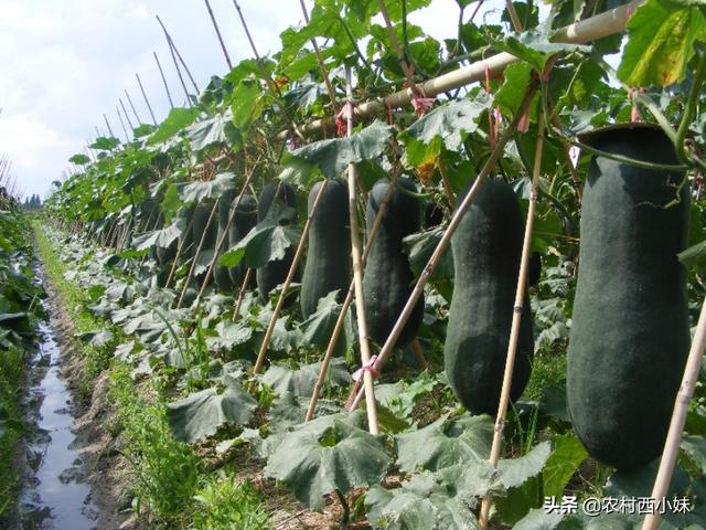 冬瓜的种植要点 这些技巧要知道