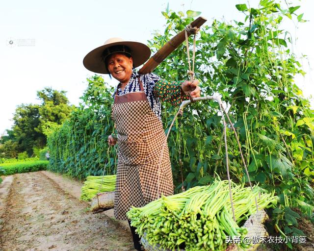 种植豆角记住这6点，豆角开花结荚多、落花落荚少、采收期延长