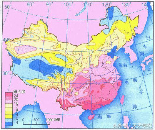 想种植沃柑，果农该注意什么？柑橘黄龙病、溃疡病可以治吗？