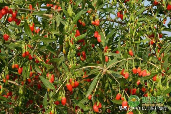 枸杞可以在北方种植吗？夏季枸杞田间管理要点