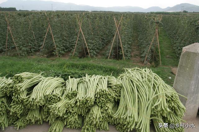 豆角如何种植高产？老农教你6个“杀手锏”，豆角一茬一茬摘不完