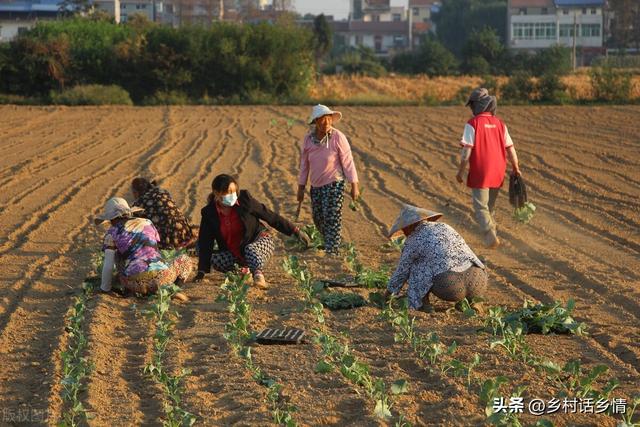 种植和移栽蔬菜，牢记：三做三不做，否则难出苗、难缓苗、难长好