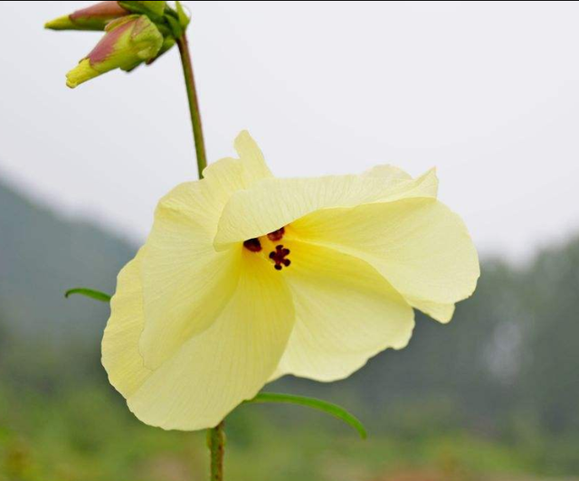 金花葵花大又香，非常美丽，快来看看怎么栽培的