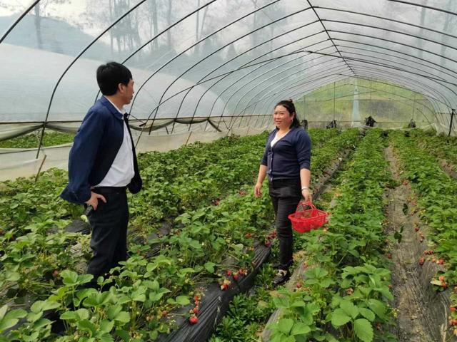 新时代人大代表张英：大红草莓铺出乡村振兴“致富路”