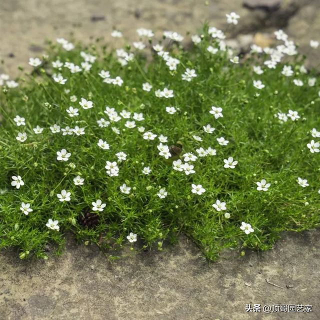 怎么控制花园杂草生长？我建议采用这6种防杂草植物