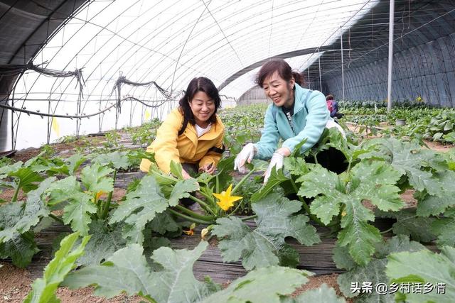 种菜福音来了，五个种植蔬菜的“民间土方法”，增产防病样样行