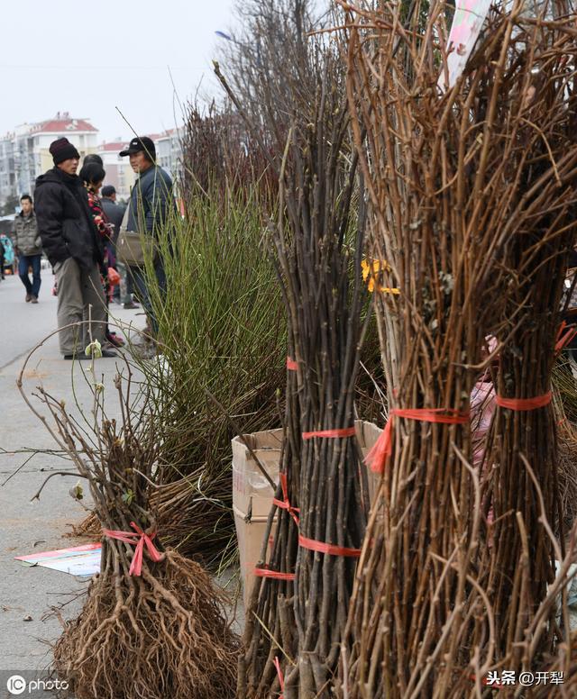 香瓜、玉米、水稻种植问题，养殖小妙招，农村法规小常识都在这里