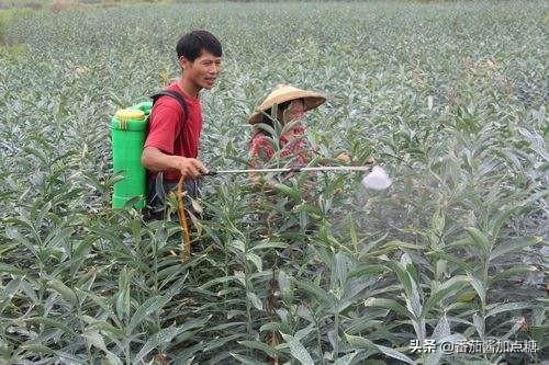 食用百合种植，高产栽培的八个细节