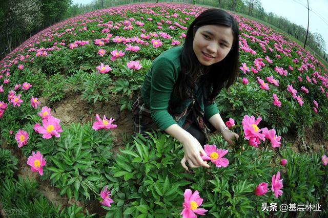 不懂这三点，在农村搞中药材种植就是和钱开玩笑