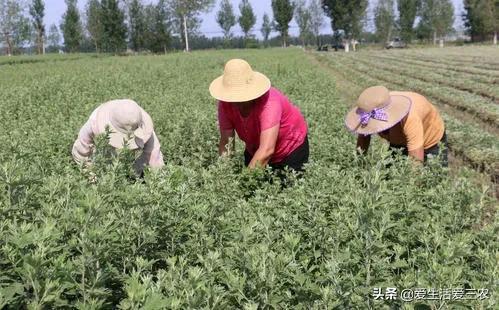 农村很普遍的艾草，种植收益高，致富新途径！