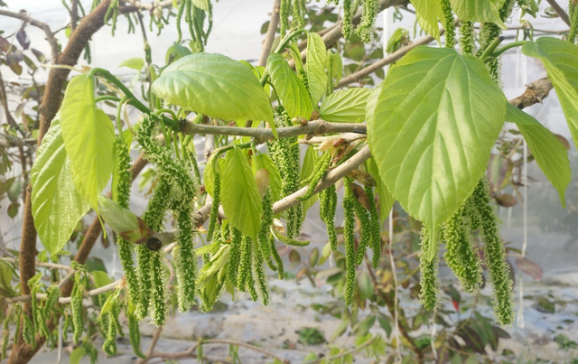 2019种植和买卖最可观的水果！