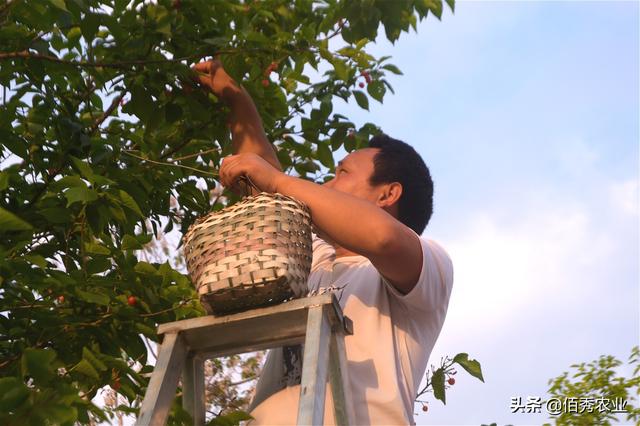 农村青年种植传统樱桃，足不出户就赚钱，外出打工开始成副业