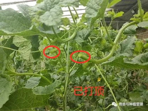 吊蔓甜瓜整枝方式，超级实用！不可多得！