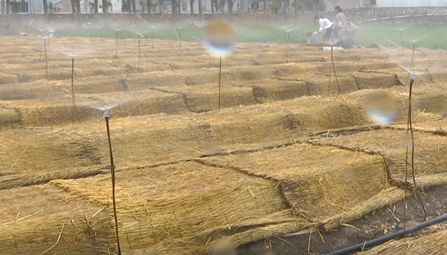 种植木耳带动村民致富