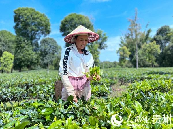 云南景谷：百年“月光白”福泽秧塔村